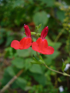 Salvia microphylla 'Red' (1 qt) | Red Little Leaf Sage (1 qt)