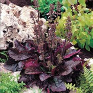 Salvia lyrata 'Purple Volcano' (1 qt) | Purple Volcano Lyreleaf Sage (1 qt)