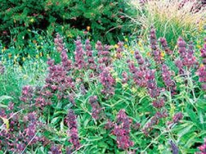 Salvia spathacea (1 qt) | Hummingbird Plant (1 qt)