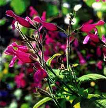 Load image into Gallery viewer, Salvia dorisiana (1 qt) | Fruit Scented Sage (1 qt)
