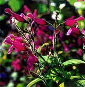 Salvia dorisiana (1 qt) | Fruit Scented Sage (1 qt)
