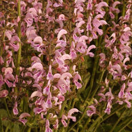Salvia nemorosa 'Eveline' (4