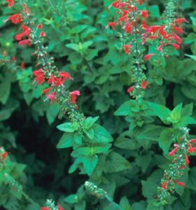 Salvia coccinea 'Lady in Red' (1 qt) | Texas Hummingbird Sage (1 qt)