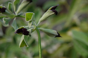 Salvia discolor (1 qt) | Peruvian Sage (1 qt)