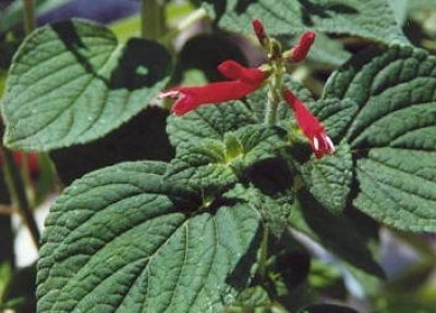 honey pineapple plant Salvia elegans 'Honeymelon' (1 qt)