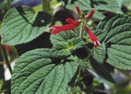 Salvia elegans 'Tangerine' (1 qt) | Dwarf Pineapple Sage (1 qt)
