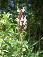 Salvia fruticosa (1 qt) | Greek Sage (1 qt)