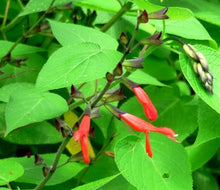 Load image into Gallery viewer, Salvia gesneriiflora &#39;Mole Poblano&#39; (1 qt) | Big Mexican Scarlet Sage (1 qt)
