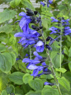 Salvia guaranitica 'Omaha Gold' (1 qt) | Omaha Gold Anise Scented Sage (1 qt)