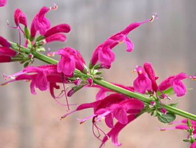 Salvia iodantha | Mexican Fucshia Sage