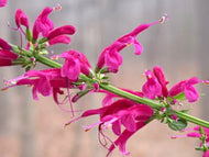 Salvia iodantha (4