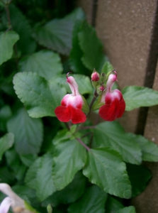 Salvia microphylla 'Hot Lips' (1 qt) | Hot Lips Sage (1 qt)