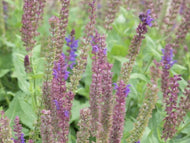 Salvia nemorosa 'May Night' (4