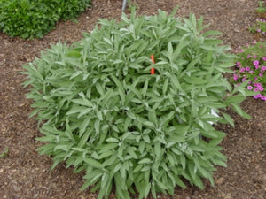 Salvia officinalis 'Extracta' (3") | Culinary Sage (3")