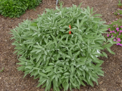 Salvia officinalis 'Extracta' (3