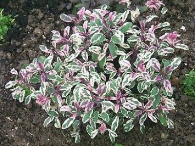 Salvia officinalis 'Tricolor' | Tricolor Sage