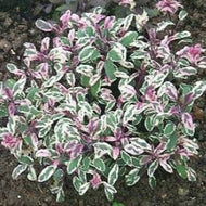 Salvia officinalis 'Tricolor' (4