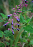 Salvia semiatrata (1 qt) | Pine Mountain Sage (1 qt)