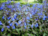 Salvia sinaloensis (1 qt) | Sinaloa Sage (1 qt)