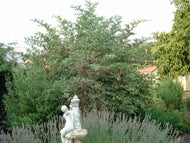 Sambucus nigra 'Madonna' (1 qt) | Variegated Elder (1 qt)