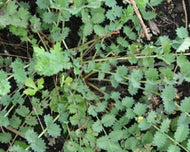 Sanguisorba minor (3.5