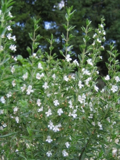 Satureja hortensis (3.5