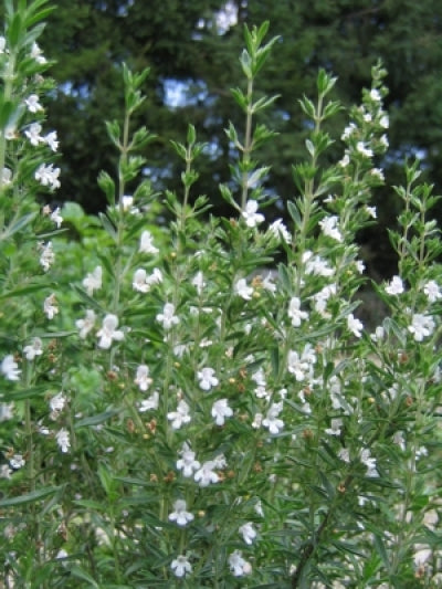 Satureja hortensis (3