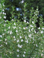 Satureja hortensis (3.5