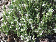Satureja montana (3.5