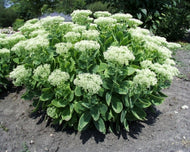 Sedum spectabile 'Autumn Joy' (1 qt) | Autumn Joy Sedum (1 qt)