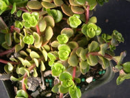 Sedum 'Coral Reef' (4