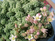 Sedum dasyphyllum major (4