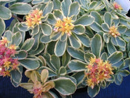 Sedum kamtschaticum variegatum (4
