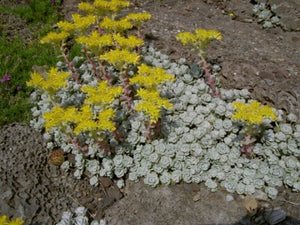 Sedum spathulifolium 'Cape Blanco' | Cape Blanco Stonecrop