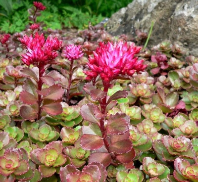 dragons blood succulent Sedum spurium 'Dragon's Blood' (4")