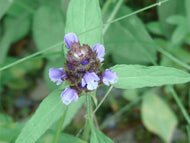 Prunella vulgaris (4