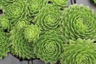 Sempervivum 'Green Wheel' (4