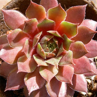 Sempervivum 'Kalinda' (4