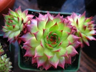 Sempervivum 'Sunset' (4