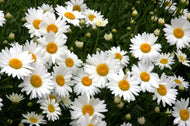 Leucanthemum x superbum 'Becky' (1 qt) | Becky Shasta Daisy (1 qt)