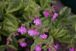 Silene dioica 'Clifford Moor' (1 qt) | Variegated Catchfly (1 qt)