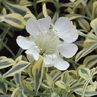 Silene uniflora 'Druett's Variegated'  (1 qt) | Variegated Rock Campion (1 qt)