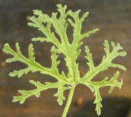 Pelargonium radens  'Dr. Livingston' (4