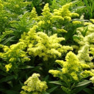 Solidago 'Little Lemon' (1qt) | Little Lemon Goldenrod (1 qt)