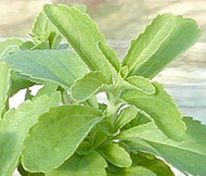 Stevia rebaudiana (1 qt) | Stevia (1 qt)