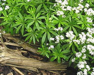 Galium odoratum (4