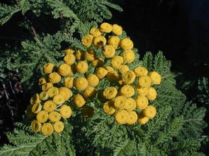 Tanacetum vulgare var crispum (1qt) | Curly Tansy (1qt)