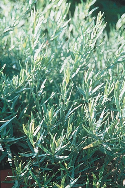 Artemisia dracunculus 'Sativa' (3