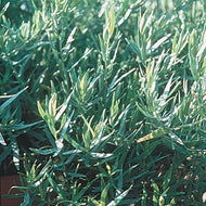 Artemisia dracunculus 'Sativa' (3.5