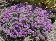 Teucrium cossonii 'Majoricum' (4
